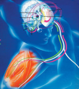 Art et pratique de la kinésiologie